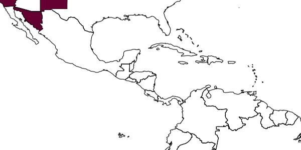 map of Belomicrus quemaya     Pate, 1940